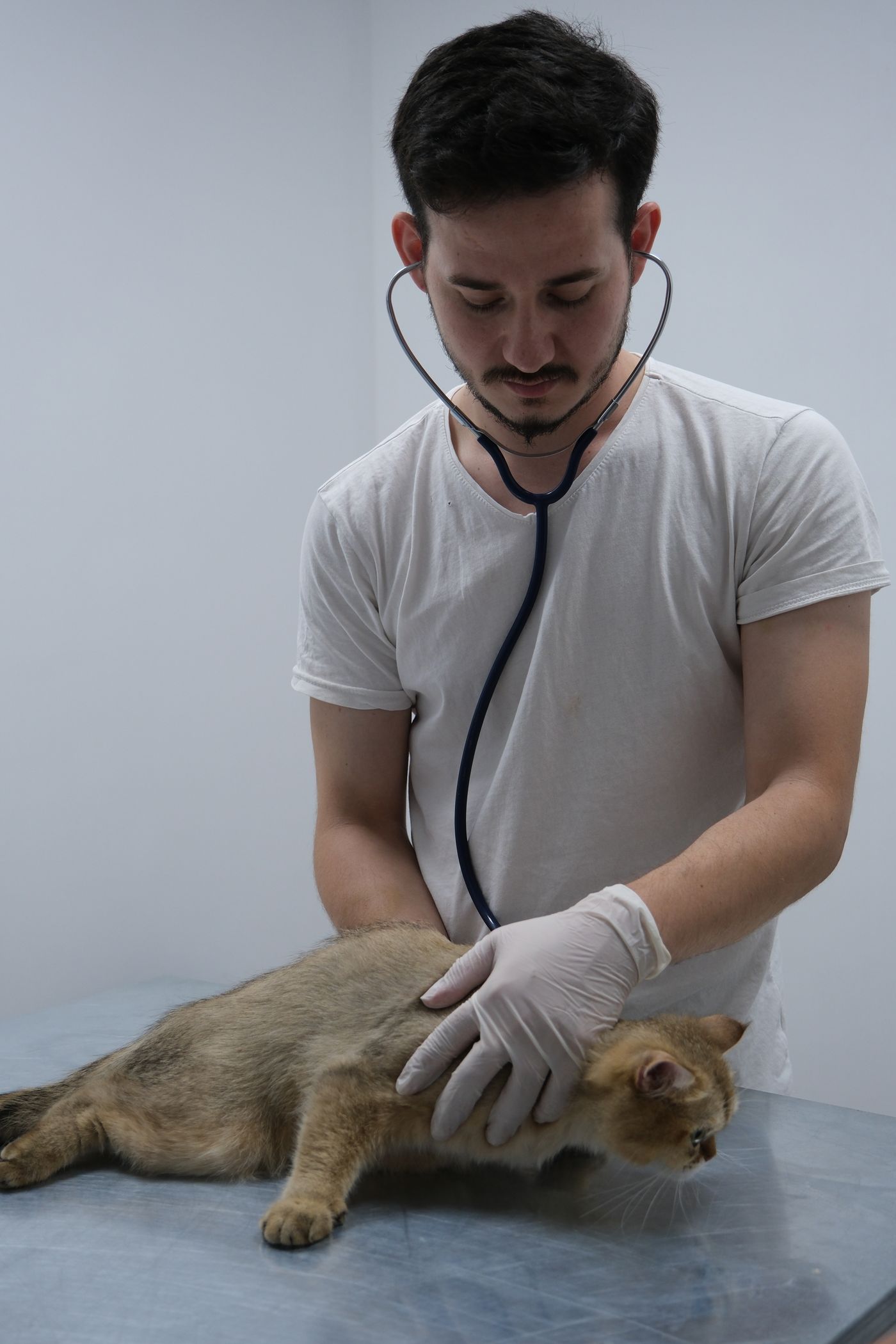 Veterinarian examining a cat