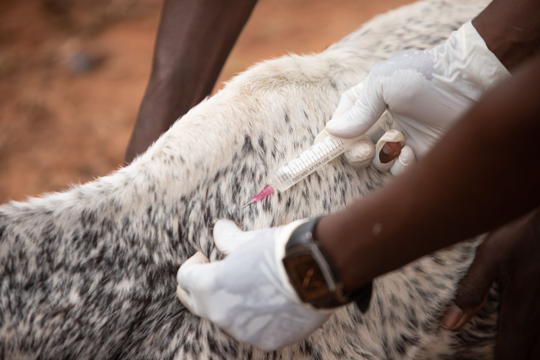 Veterinary care for livestock and farm animals